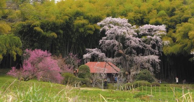 Yukimura Cherry Blossom