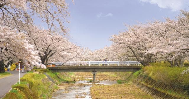 笹原川千本桜