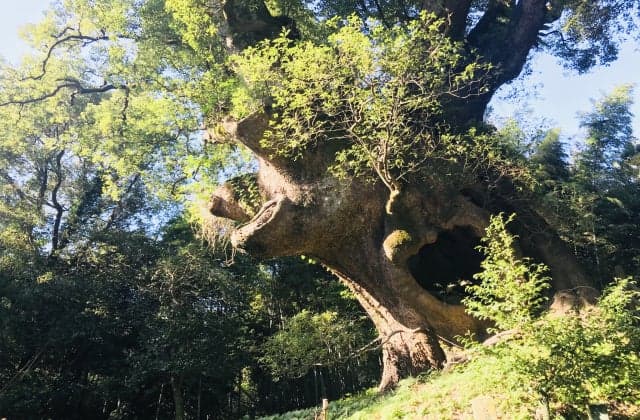 Tsukazaki's Great Cox