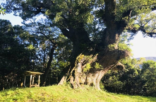 Tsukazaki's Great Cox