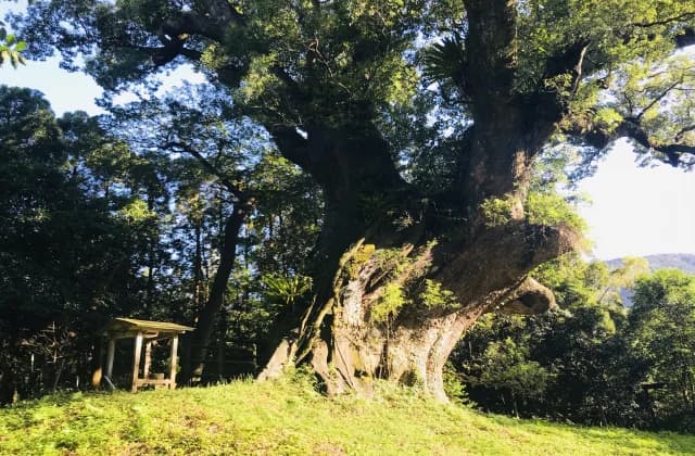 塚崎の大クス