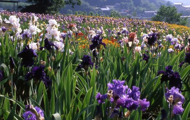The hill of Iris