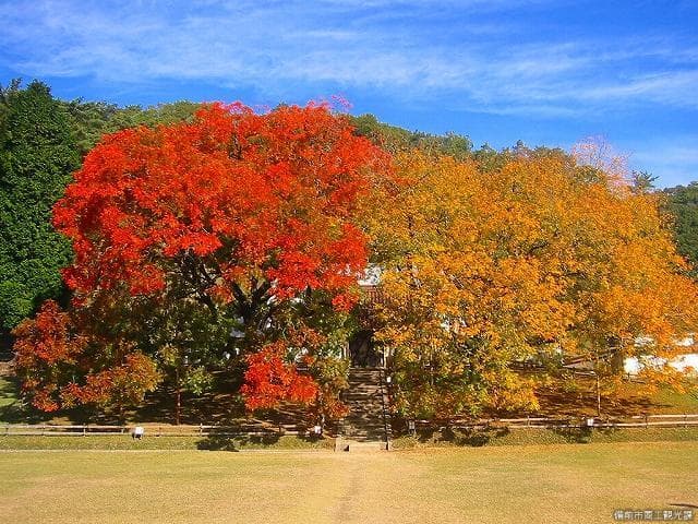 The square tree of Shizutani School