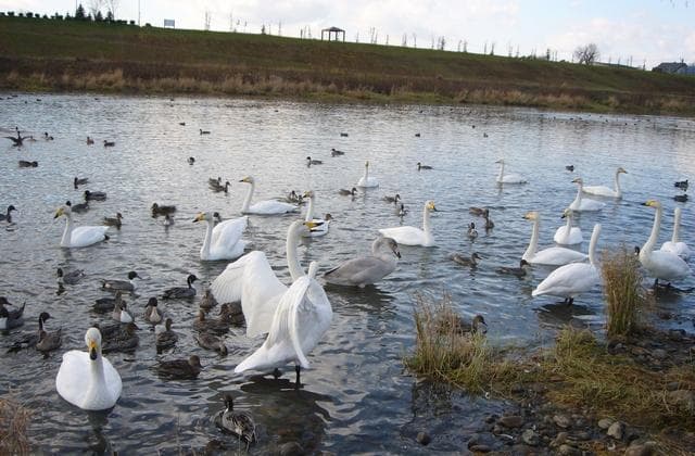 Nagayama Shinkawa Swan Flying Map