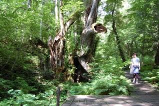Botanical garden