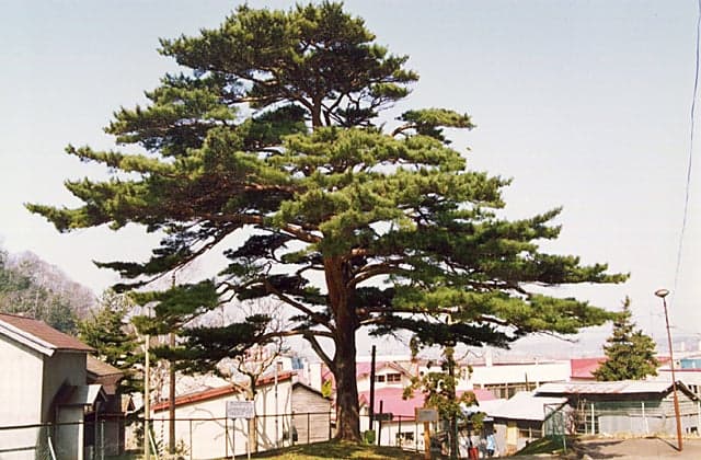 The Headline Kasamatsu