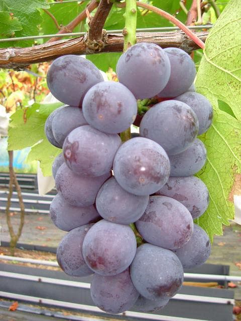 世羅町観光協会