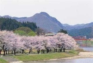 Cherry blossoms at Kirinyama Park