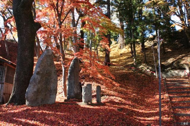 Miharu Daijingu Shrine Momiji