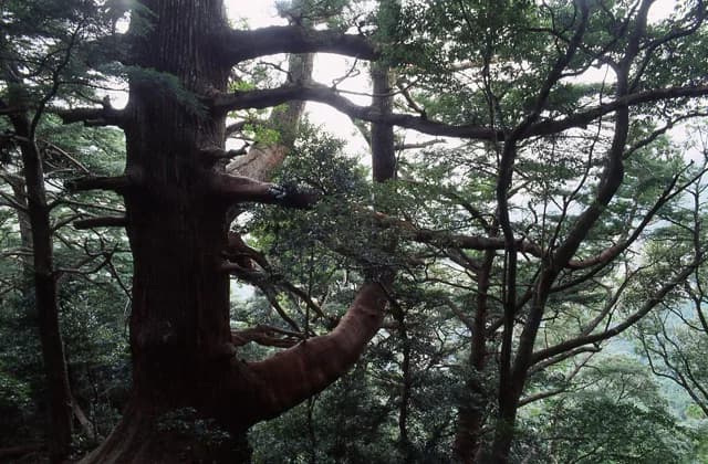 Nachi primeval forest