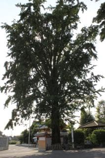 Ginkgo of On Hayashiji Temple