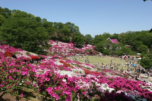Nishiyama Park Azalea