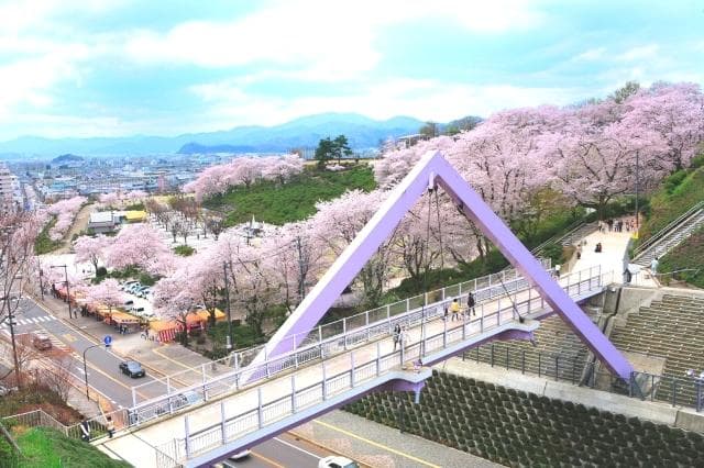Nishiyama Park Sakura