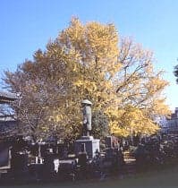 Ginkgo from Zenpukuji Temple