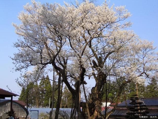 草岡の大明神桜
