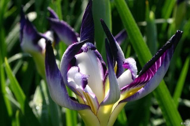 長井古種 長井鷹の爪