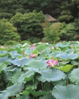 Lotus in Ritsurin-koen Garden