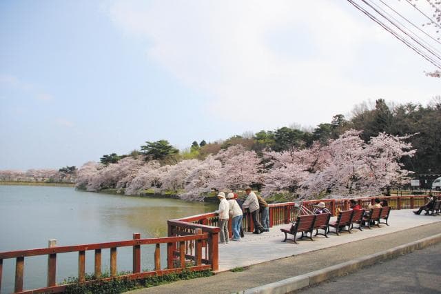 Cherry blossoms at 500mbuchi Park