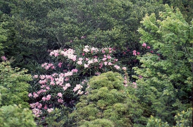 Rhododendron of Amagi
