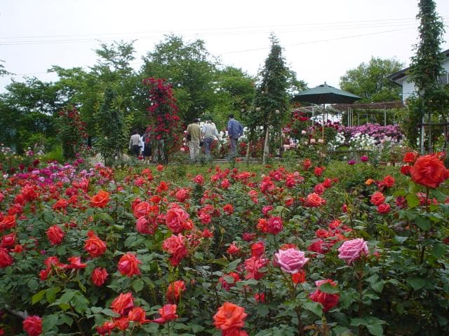 Somatsu Rose Garden