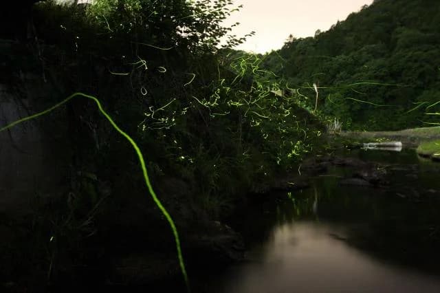 Firefly in Kamigori-cho