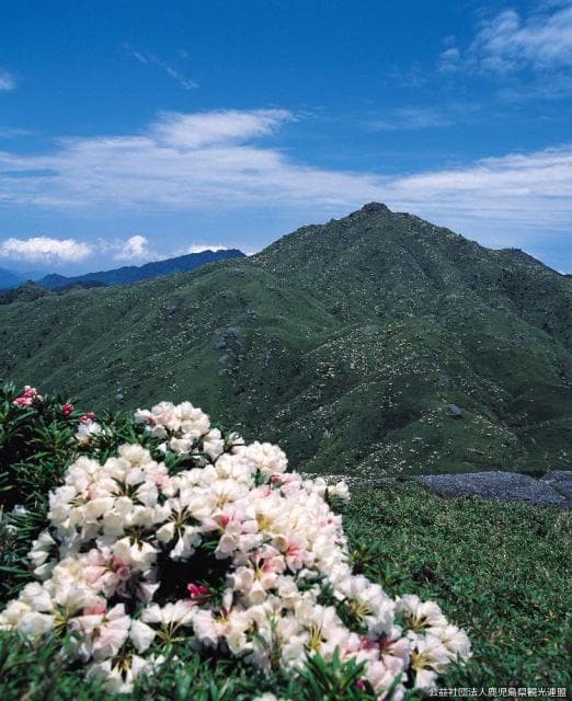 Rhododendron and Miyanouradake