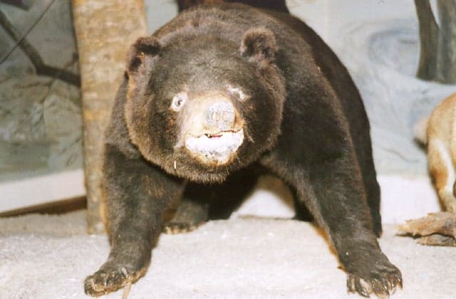 Bear
