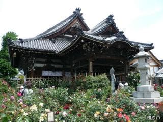 Ofusa Kannon Rose