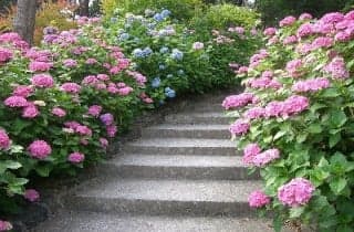 Tokiwa Park / Hydrangea