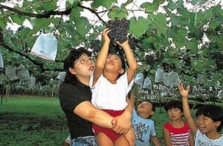 Benten Tourist Vineyard