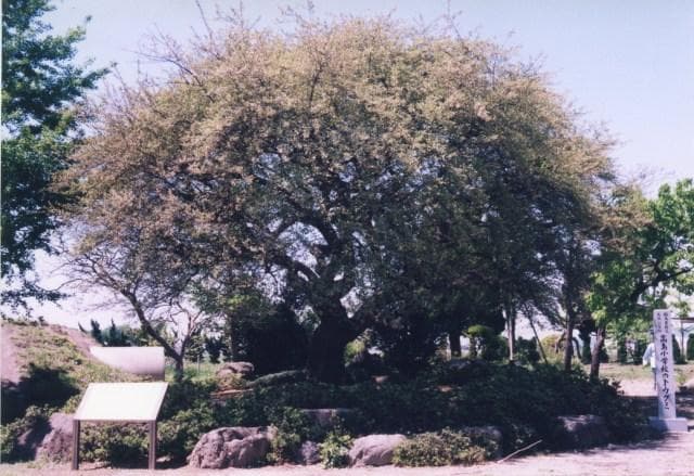 Takashima Elementary School