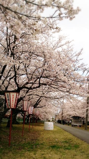 Tottori Ranch Somei Yoshino