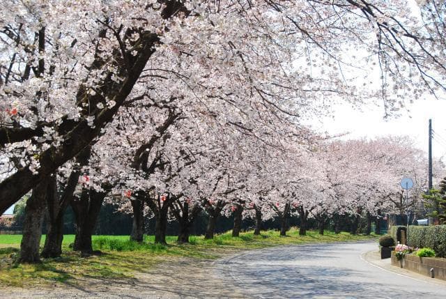 Sakuranamiki, Nakajima