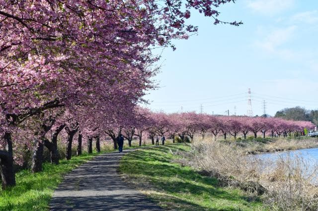 Kawazu Sakura