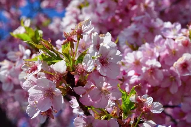 Kawazu Sakura