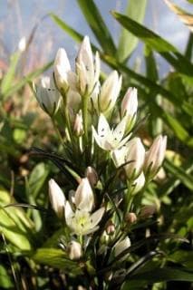 せんぶり 秋吉台