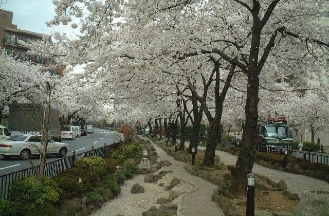 Sakura of Harima-zaka Sakura Namiki