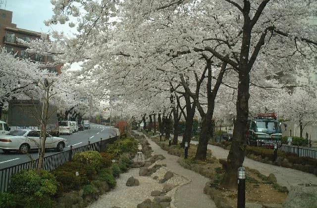 Sakura of Harima-zaka Sakura Namiki
