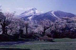 Cherry blossoms at Kamegajo Park