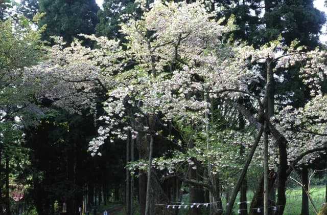 Oshikazakura of Iwacha-jinja Shrine
