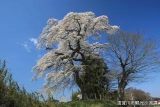 Cherry Blossoms in Furutachi