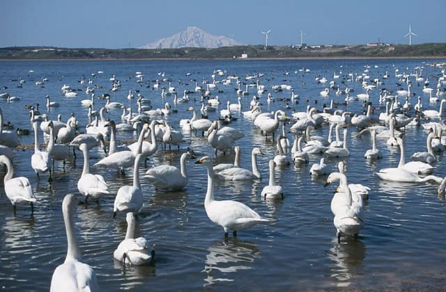 Swan
