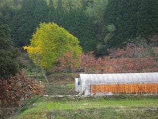 Uki City Tourism and Local Products Association