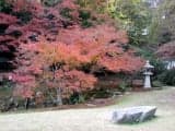 Autumn leaves of Chofu Mohri House