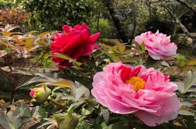Peony
