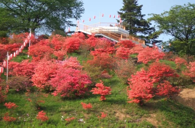 Azalea at Mount Oshamoji