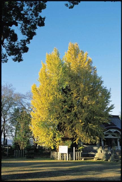 Ginkgo in Yagami