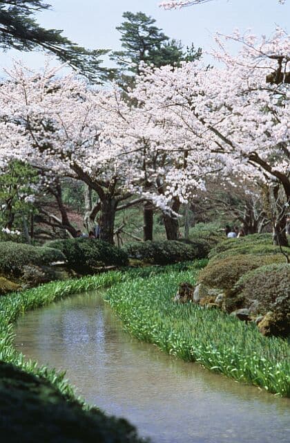 兼六園の桜