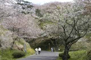 竜王山公園/さくら