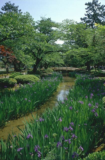 兼六園のカキツバタ